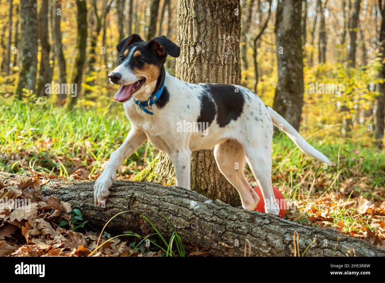 Un giovane cane bianco con macchie nere e un collare blu si erge nei boschi autunnali con la zampa su un ceppo. Primo piano. Erba verde e alberi nel backgrou Foto Stock