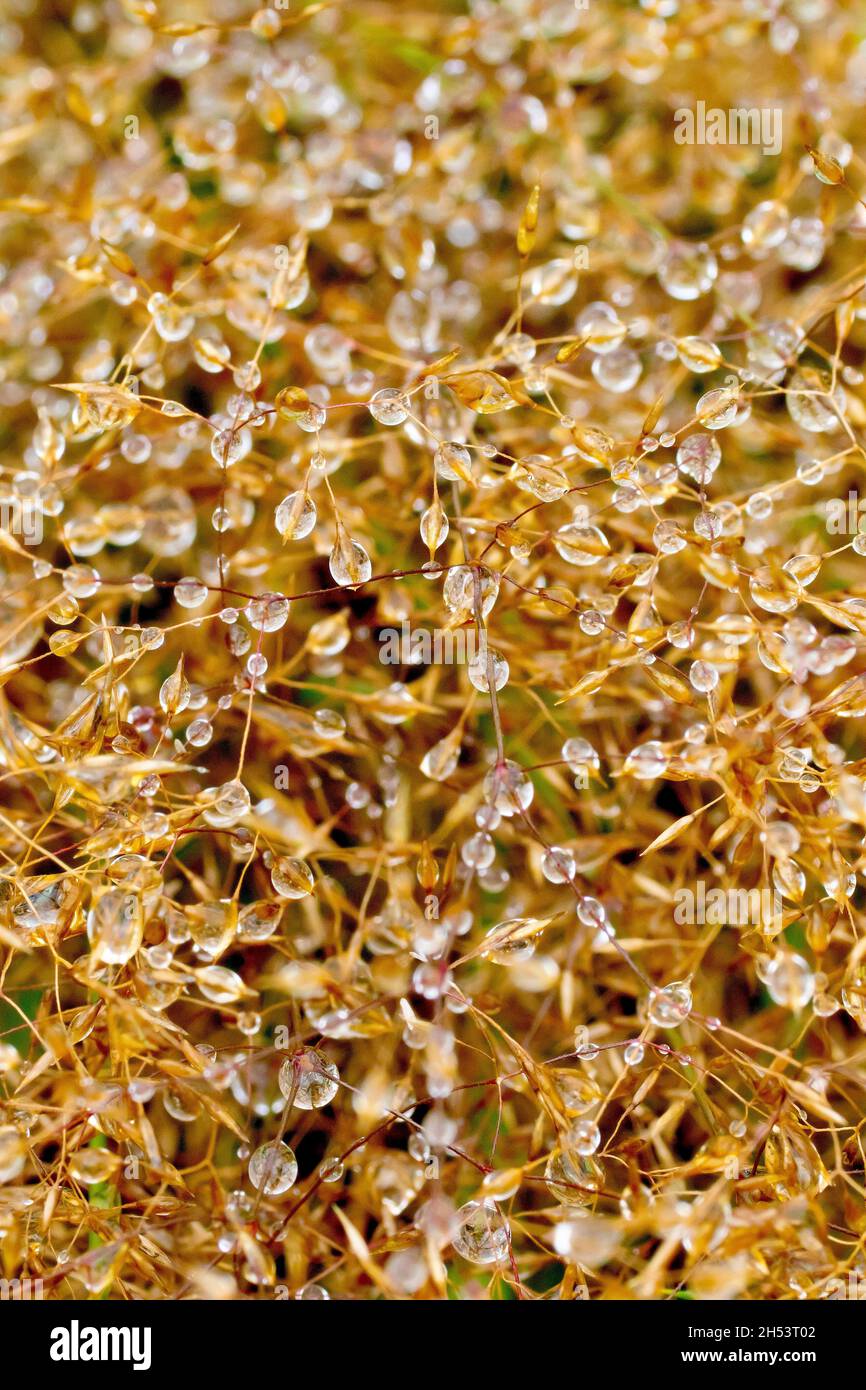 Un'immagine ravvicinata dei dewdrops che si aggrappano a una massa di erba morta in una giornata di nebbia. Foto Stock