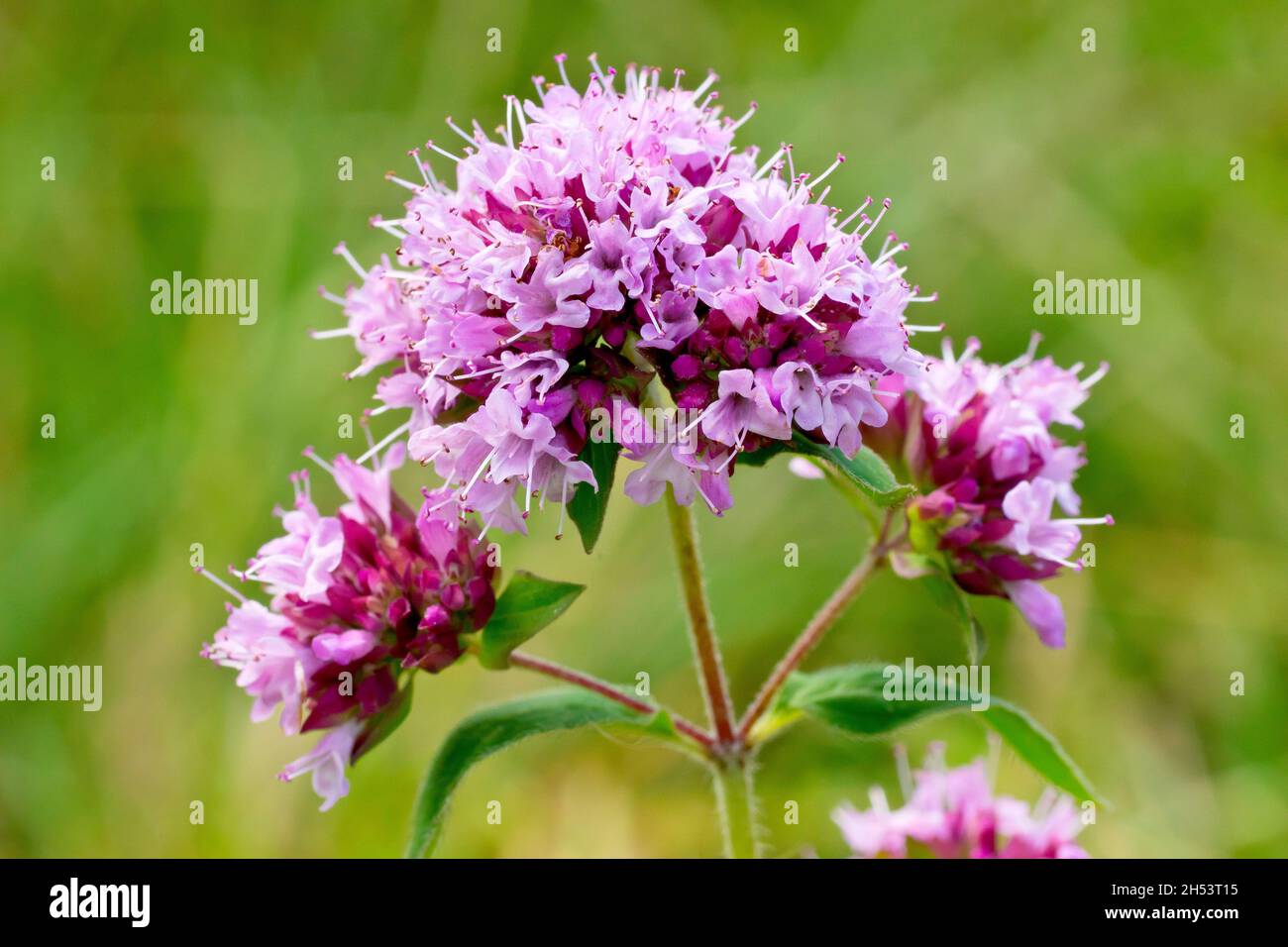 Marjoram (origanum vulgare), primo piano che mostra la parte più alta della pianta in piena fioritura con una testa di fiori rosa. Foto Stock