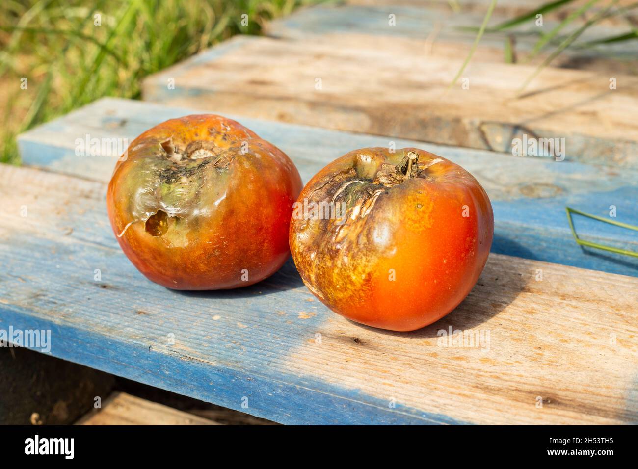 Due pomodori danneggiati dalla pioggia e maltempo su un pallet di legno. Rovinato raccolto. Fuoco selettivo. Foto Stock