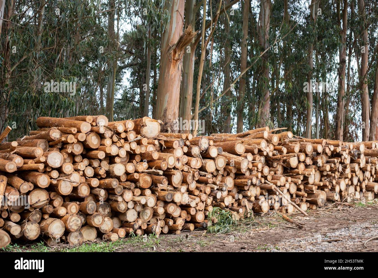 Un mucchio di legno di globulus di eucalipto tagliato vicino ad una foresta di globulus di eucalipto. Foto Stock