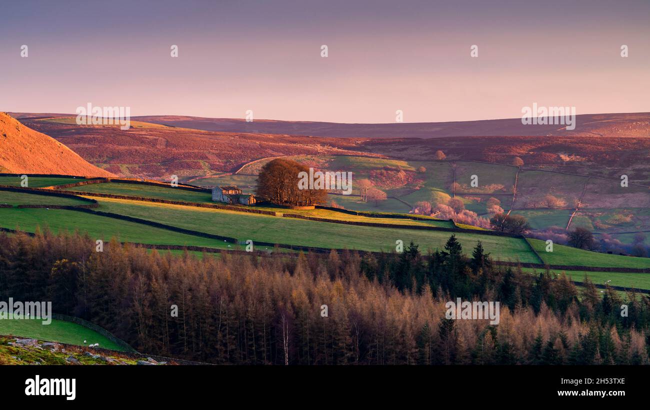 Bella campagna collinare Wharfedale (alberi da piantagione, colline della valle, terreni agricoli, uplands illuminati dal sole, cielo rosso del tramonto) - Yorkshire Dales, Inghilterra Regno Unito. Foto Stock