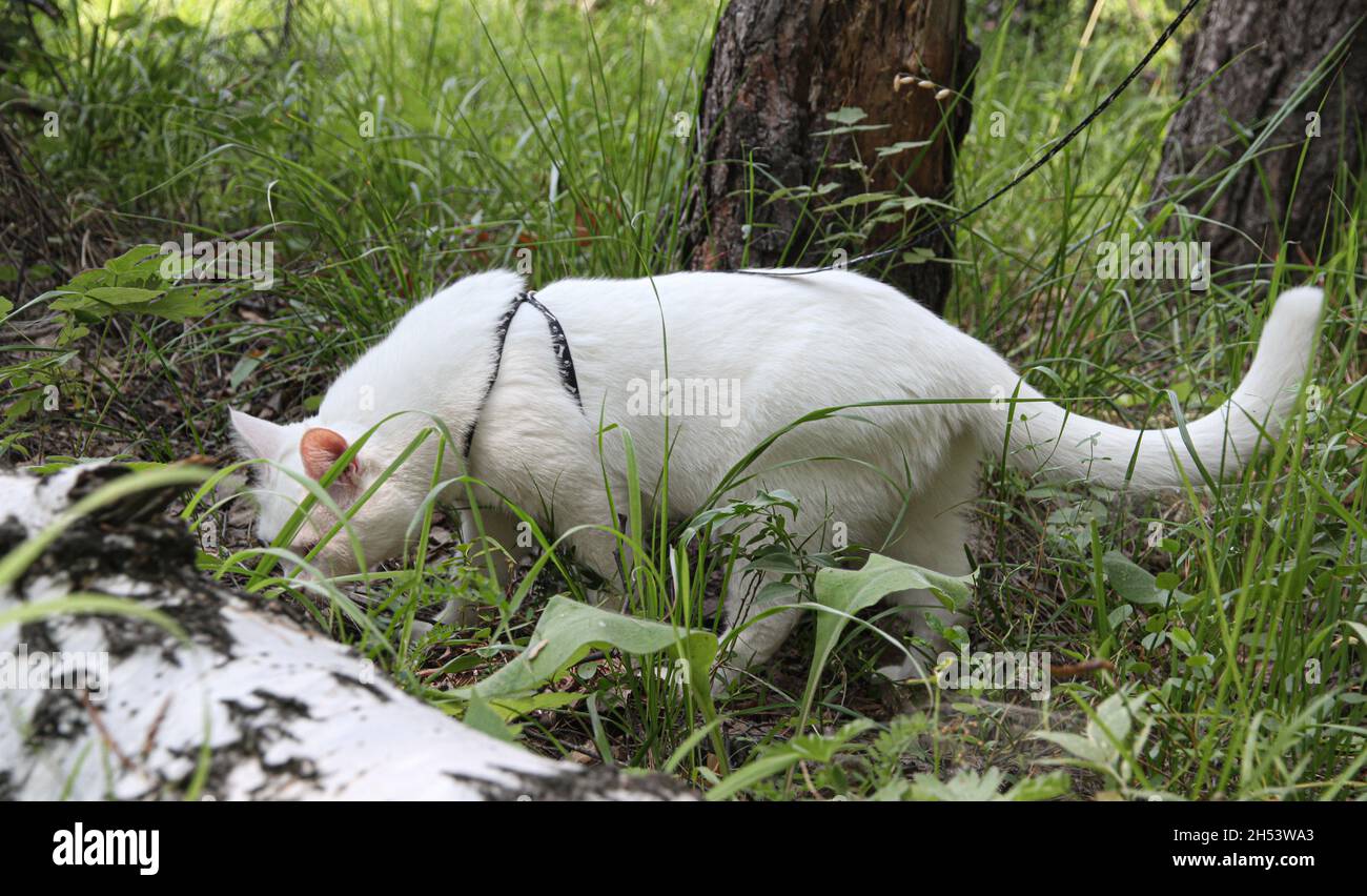 gatto bianco con un occhio su una passeggiata in cerca di preda Foto Stock