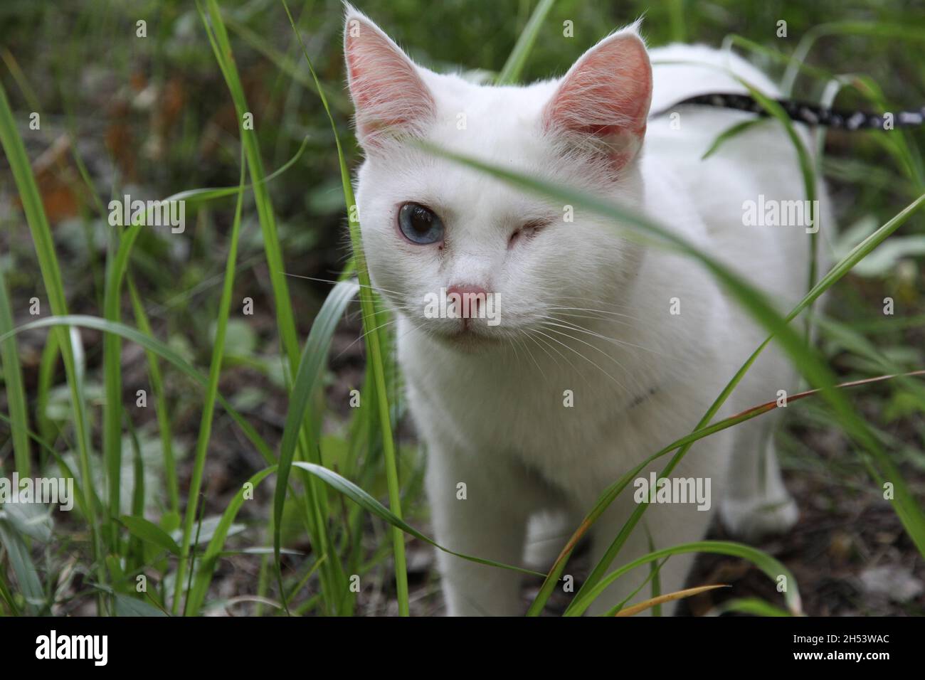 gatto bianco con un occhio su una passeggiata in cerca di preda Foto Stock