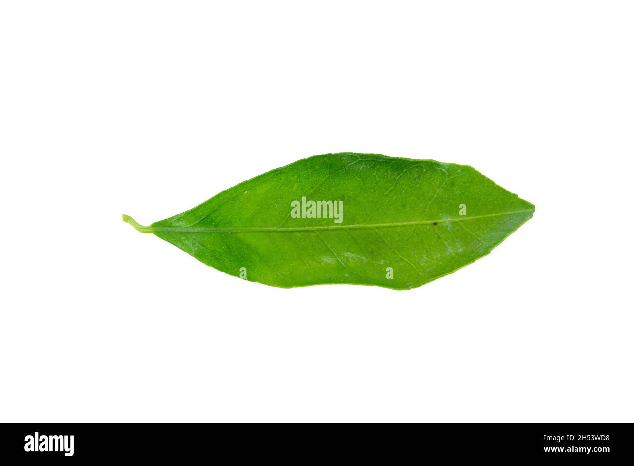 Foglia verde, vista dall'alto di foglia verde di mandarino isolato su sfondo bianco. Foto Stock