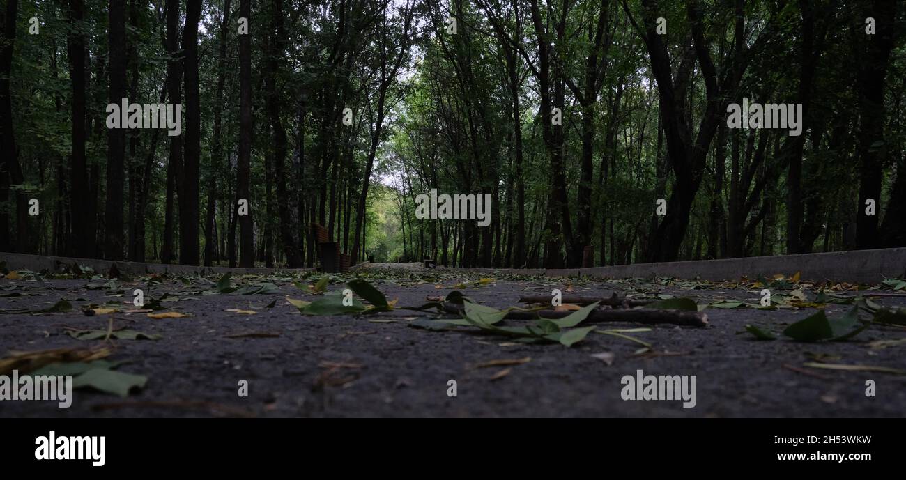 la strada nel parco è disseminata di caduti. autunno nel parco. le foglie cadono dagli alberi Foto Stock
