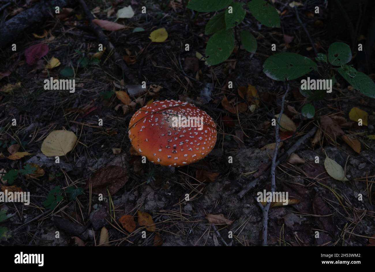 muhamor nell'ambiente naturale tra le foglie e rami. muhamor arancio-rosso Foto Stock