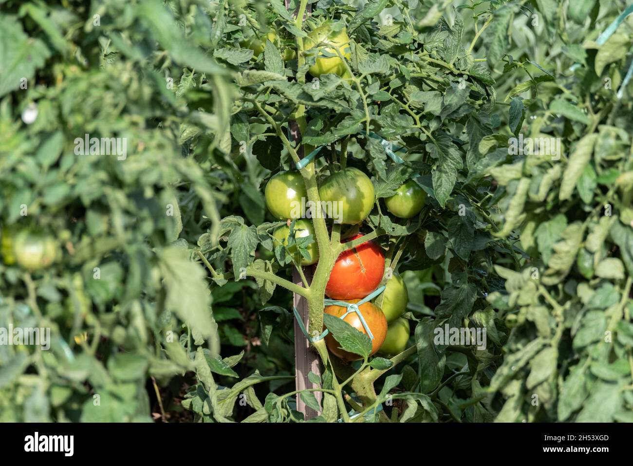 Pomodori crescenti. Pomodori verdi maturi sul cespuglio. Verdure dalla loro propria coltivazione in giardino. Foto Stock