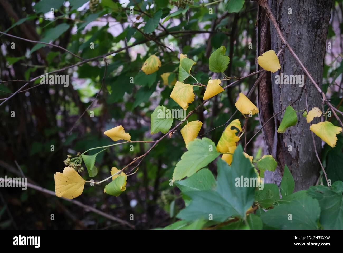 l'autunno sta per arrivare. ingiallimento foglie di betulla primo piano su un ramo. foglie gialle e verdi Foto Stock