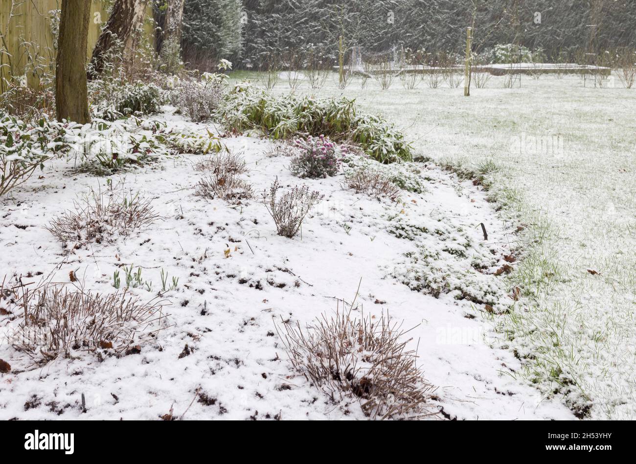 Neve che copre un bordo del giardino e prato in inverno, Regno Unito Foto Stock