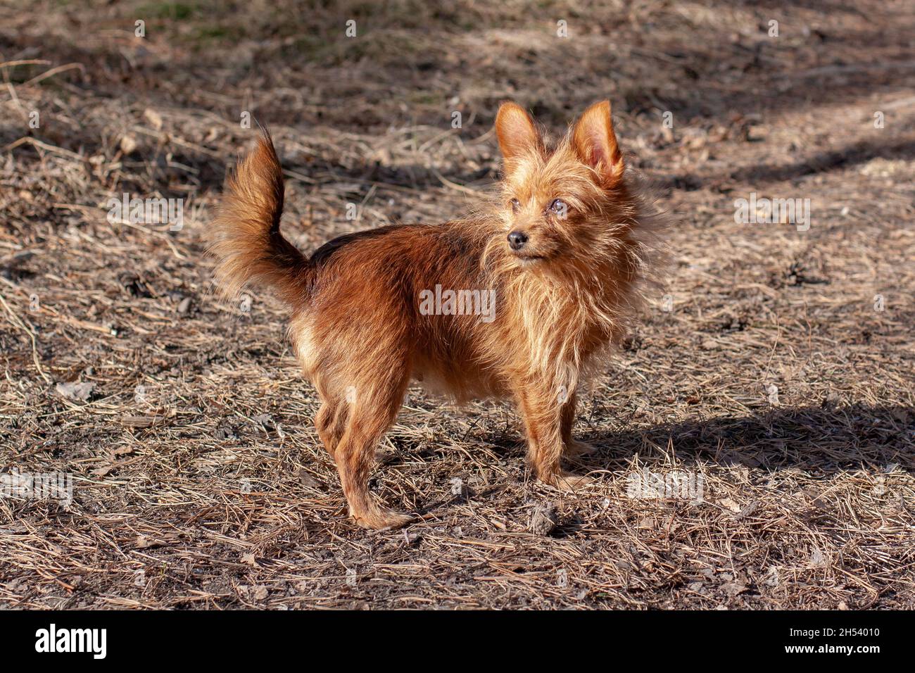 Un divertente Yorkshire Terrier peloso con grandi orecchie si erge nella foresta e guarda via. Cane piccolo. Sfondo sfocato. Orizzontale. Foto Stock