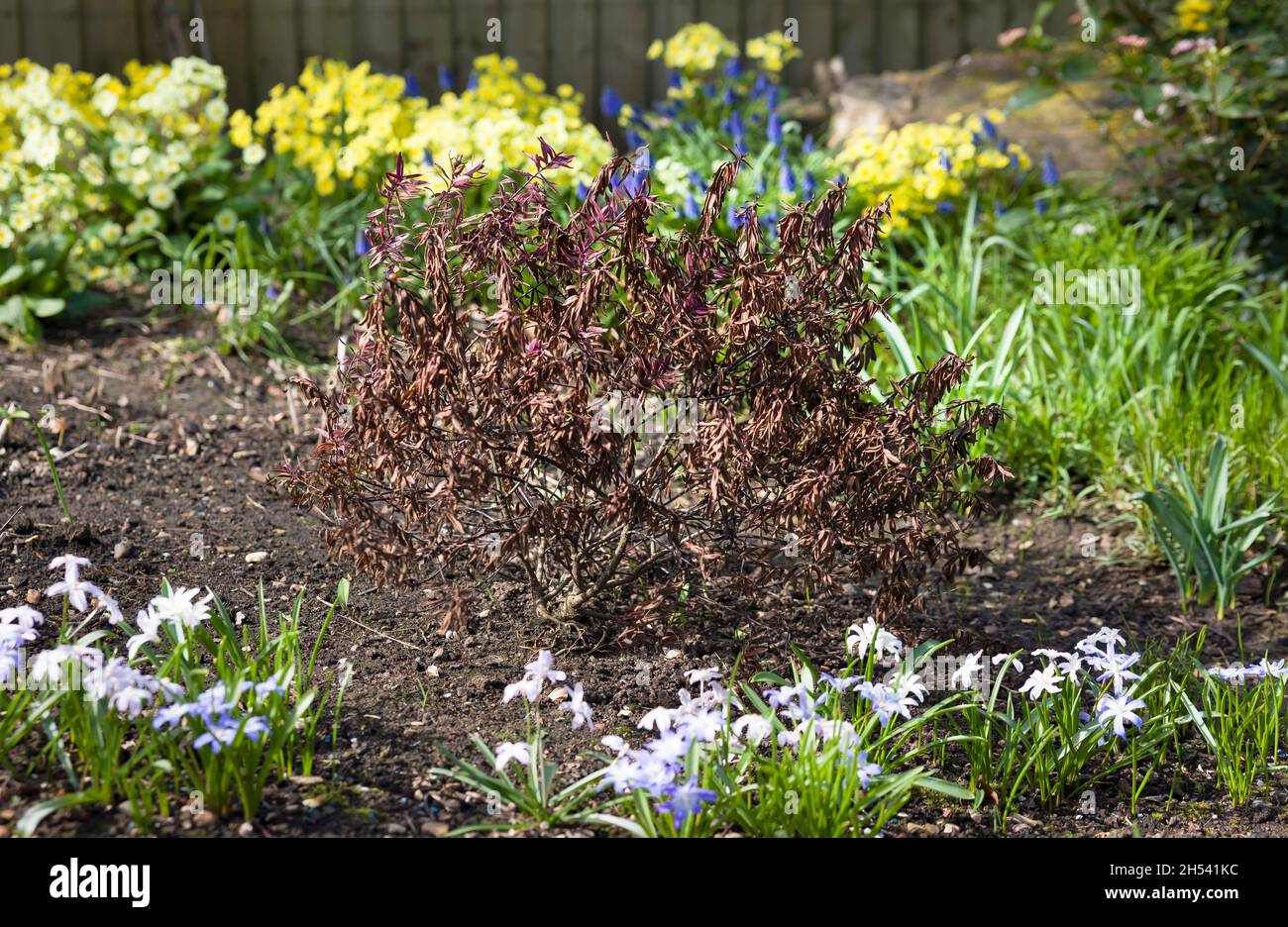 Frost pianta danneggiata, hebe morto arbusto in un letto di fiori in inverno, giardino UK Foto Stock