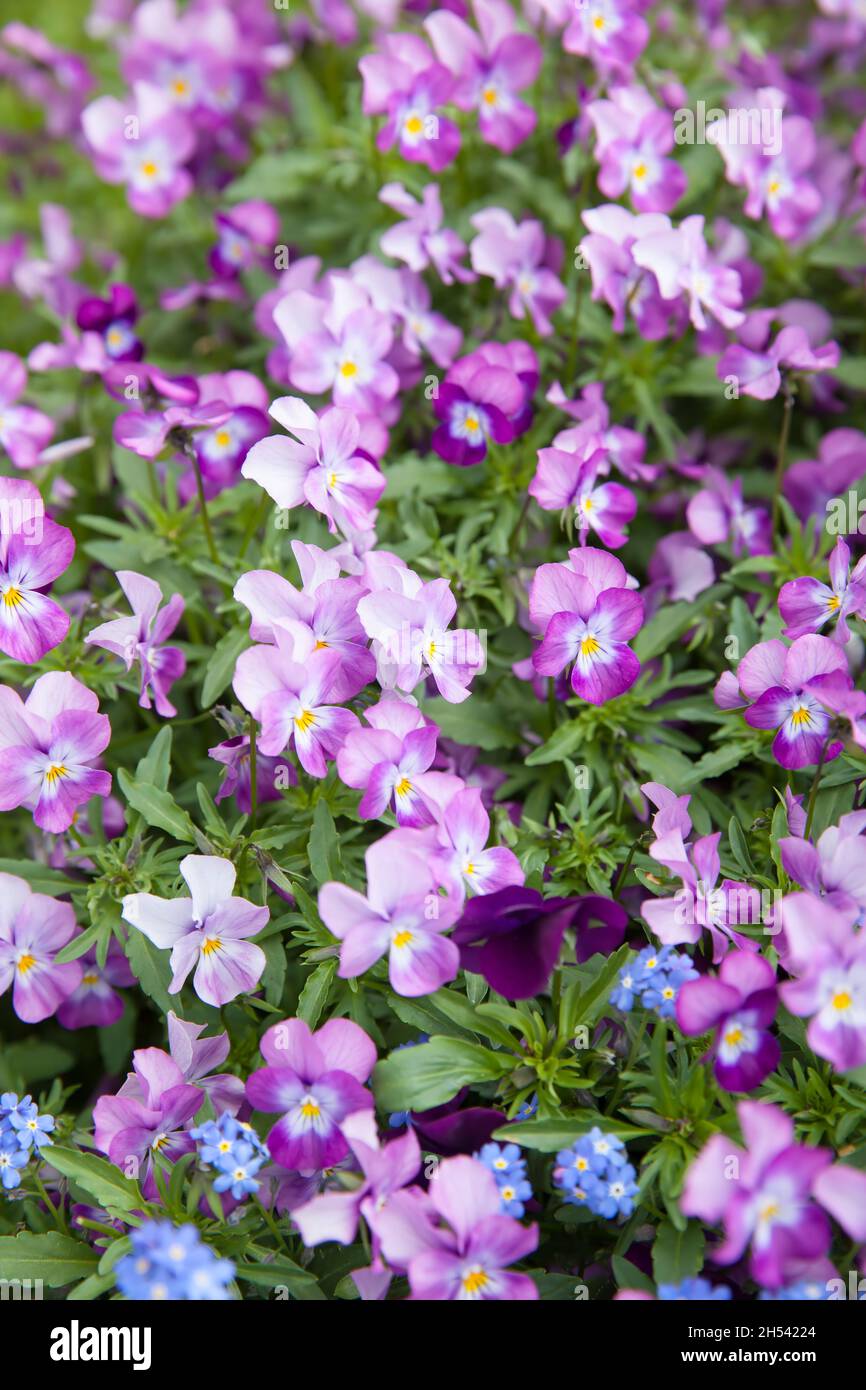 Fiori viola tufted Pansy sul prato. DOF poco profondo! Foto Stock