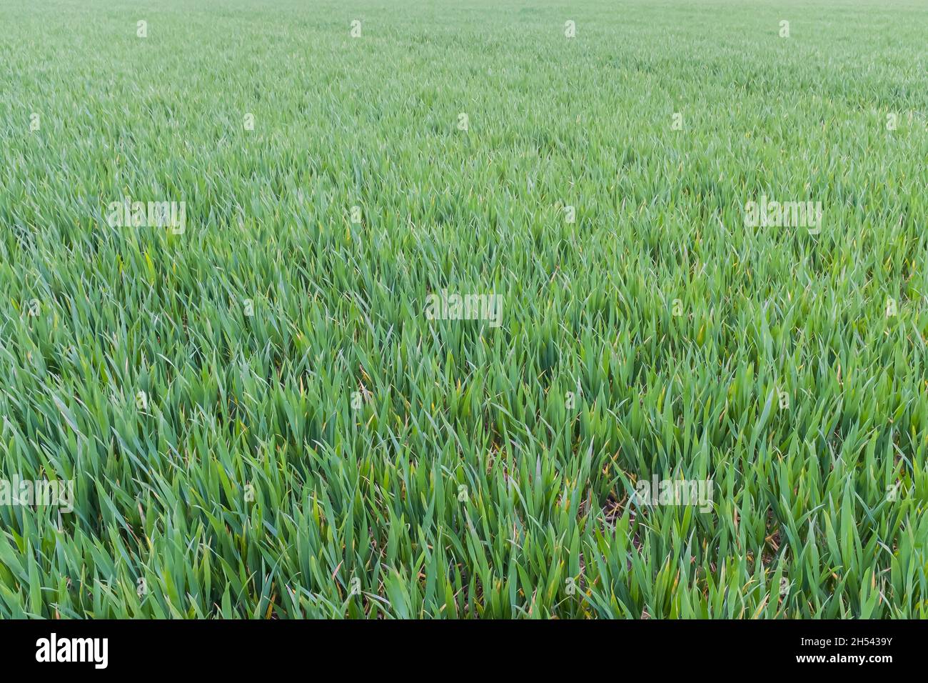 Campo verde di colture di grano giovane su terreni agricoli del Regno Unito. Concetto di agricoltura biologica, sfondo, struttura o modello Foto Stock
