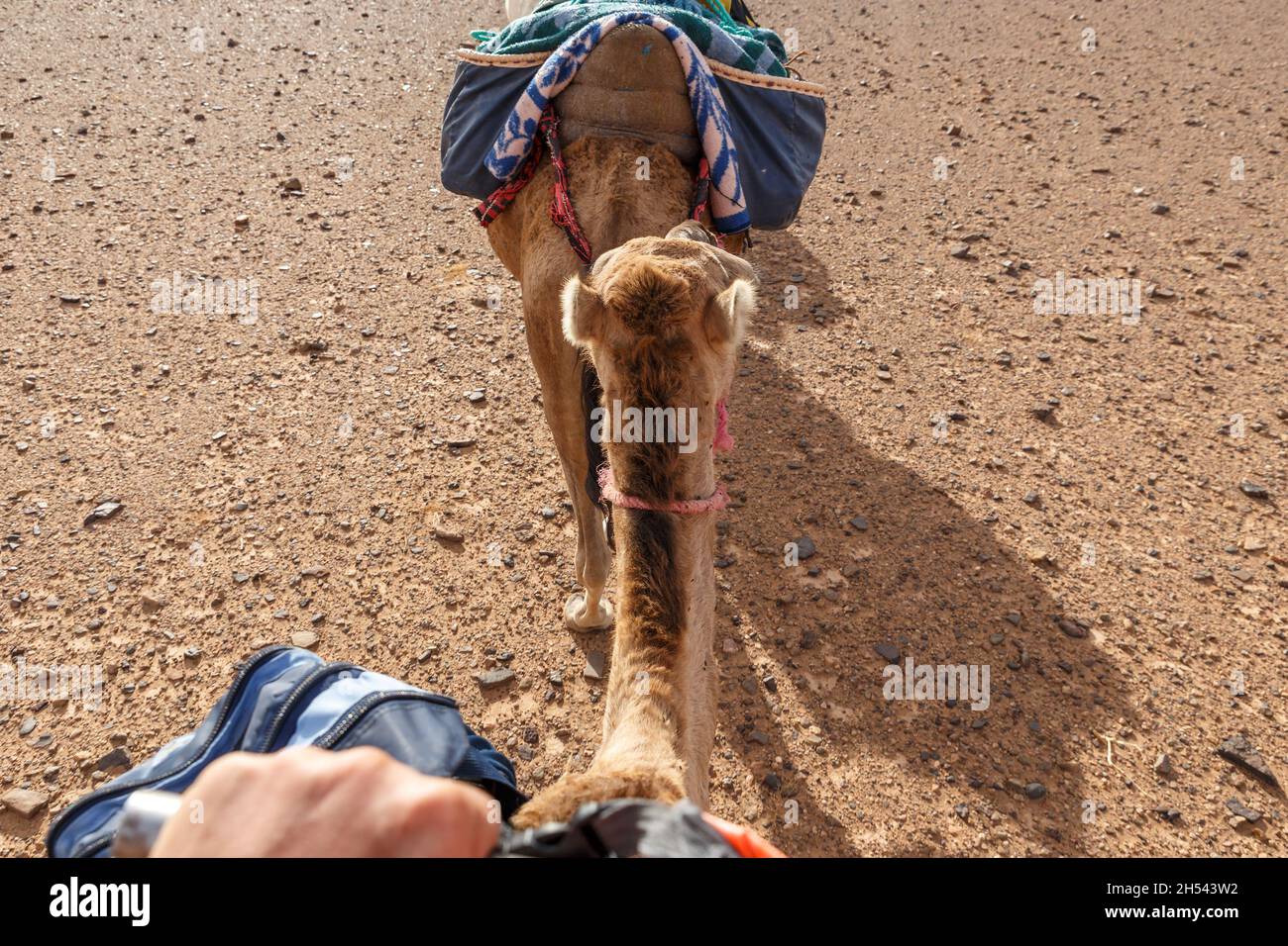 Vista dal dorso del cammello. Giro in cammello. Deserto del Sahara Foto Stock