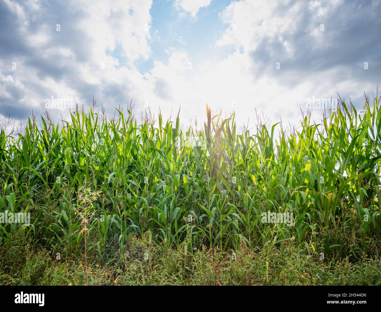 Campo di mais verde nel vento. Panoramica sul campo di granoturco ricco con cielo nuvoloso sullo sfondo. Foto Stock