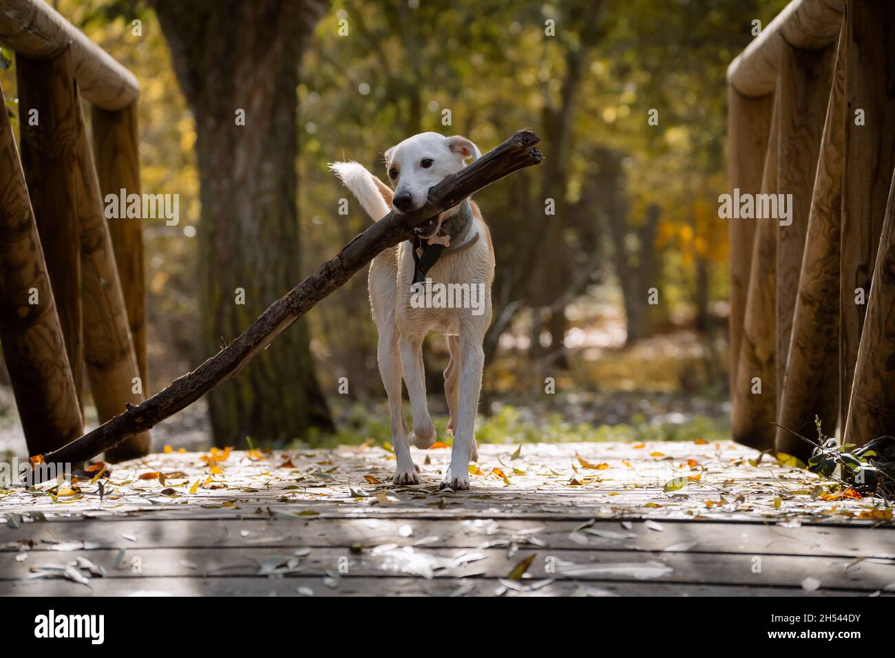 Cane femmina che gioca con un ramo su un ponte di legno in autunno Foto Stock