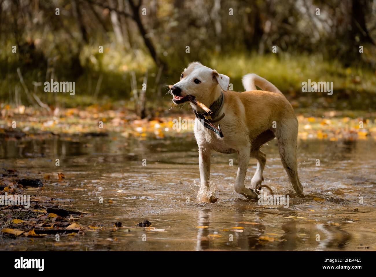 Cane femmina che gioca con un ramo su stagno e spruzzi in autunno Foto Stock