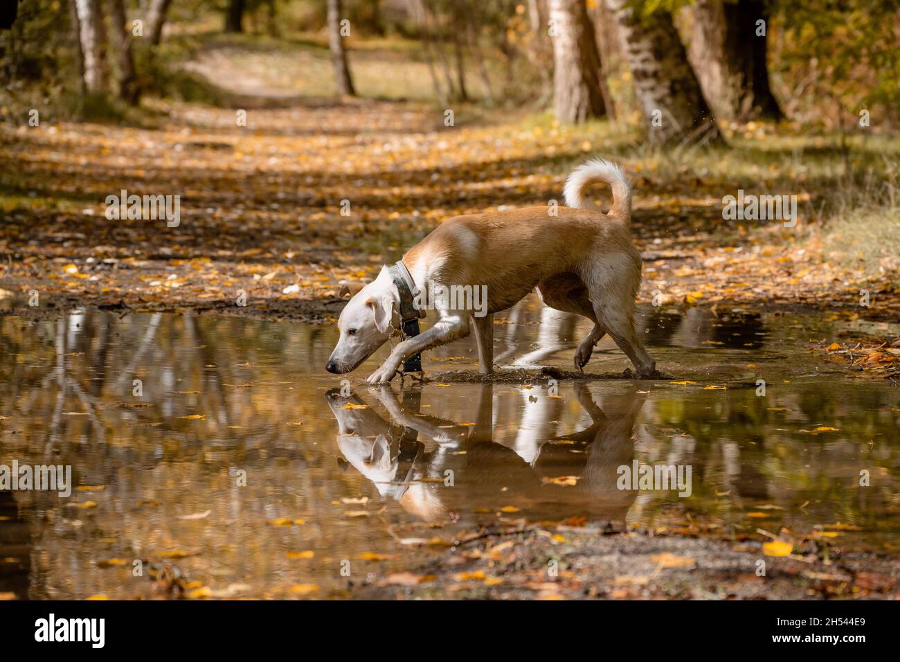 Cane femmina che gioca in una pozzanghera guardando la sua riflessione in acqua in autunno Foto Stock