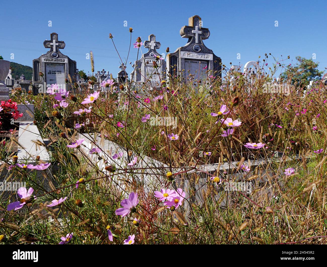 Lapidi e fiori selvatici, Transilvania in Romania Foto Stock
