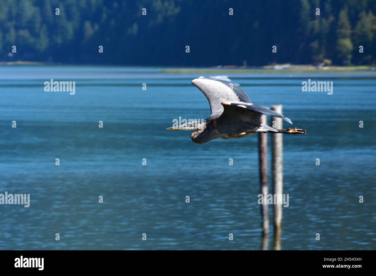 Un grande airone blu che vola sopra le rive del lago Pitt, un santuario naturale degli uccelli, vicino a Pitt Meadows, British Columbia, Canada. Foto Stock