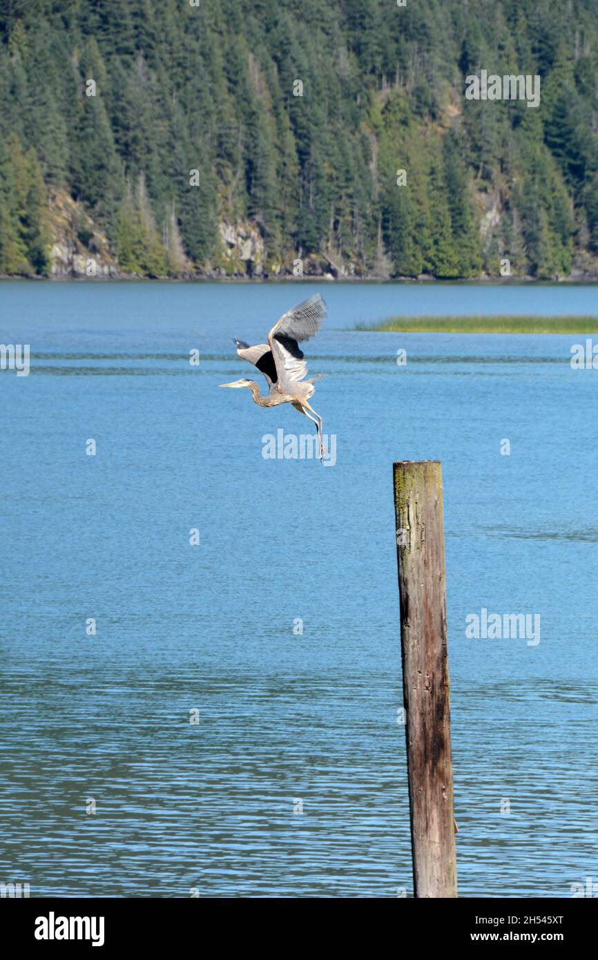 Un grande airone blu decollo e volare sopra le rive del lago Pitt, un santuario naturale degli uccelli, vicino Pitt Meadows, British Columbia, Canada. Foto Stock