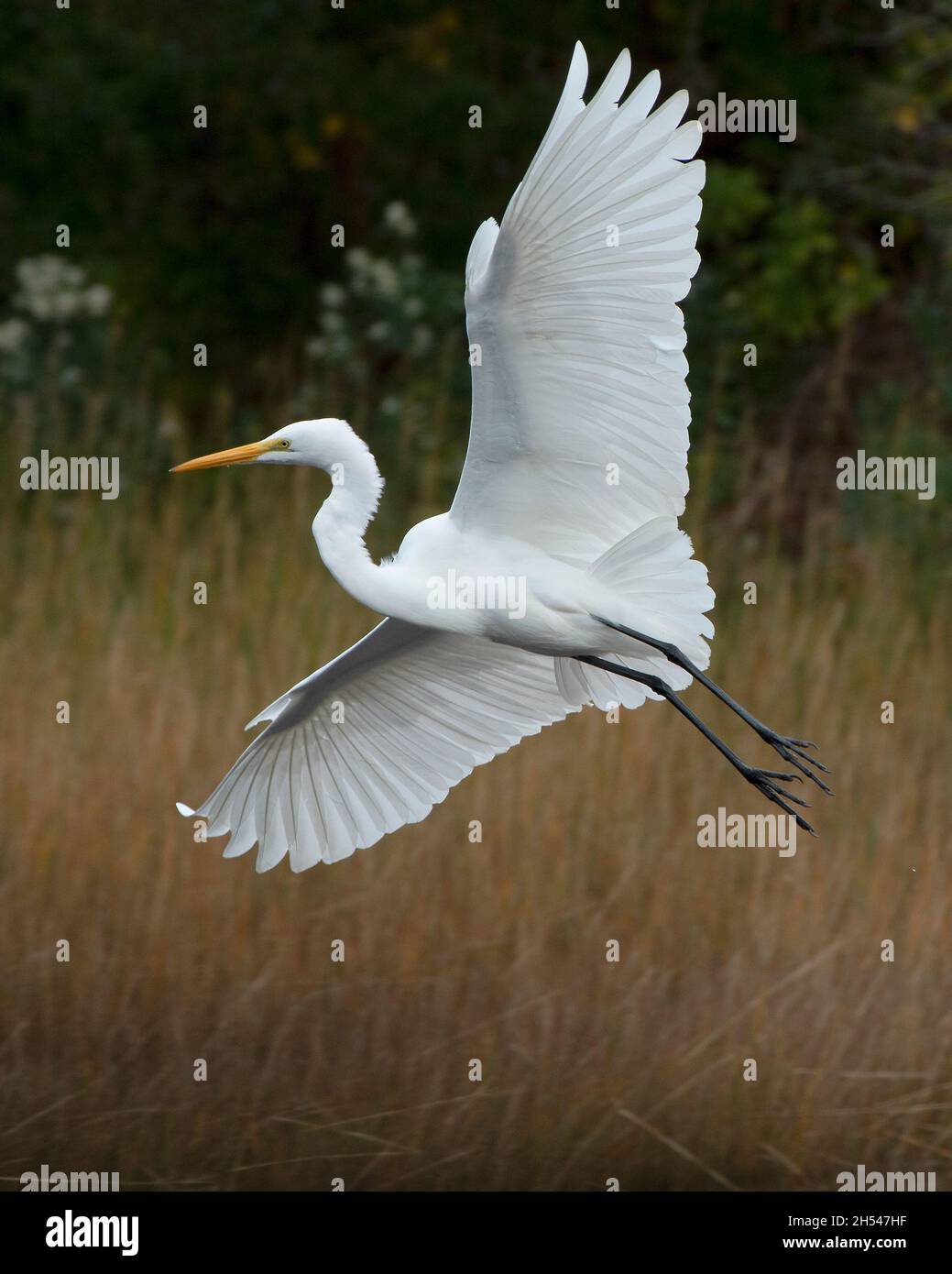 Grande egretta in volo con ali sparse sulla palude di sale in Rocky Neck, Niantic, Connecticut Foto Stock