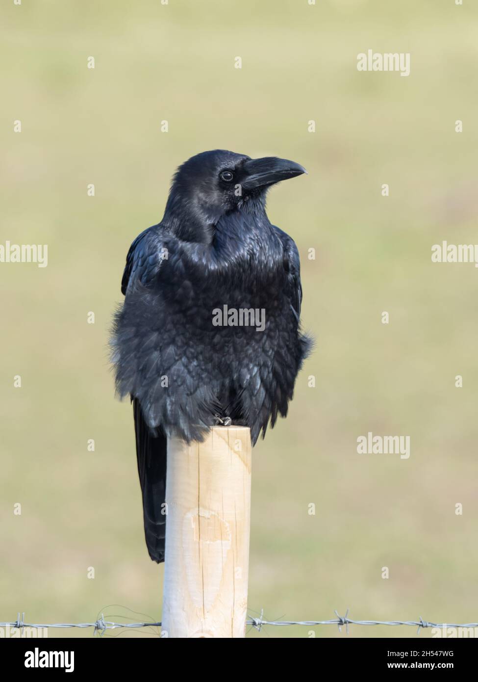 Corvus corax, un corvo comune noto anche come corvo occidentale o corvo settentrionale, arroccato su un palo di legno recinto. Foto Stock