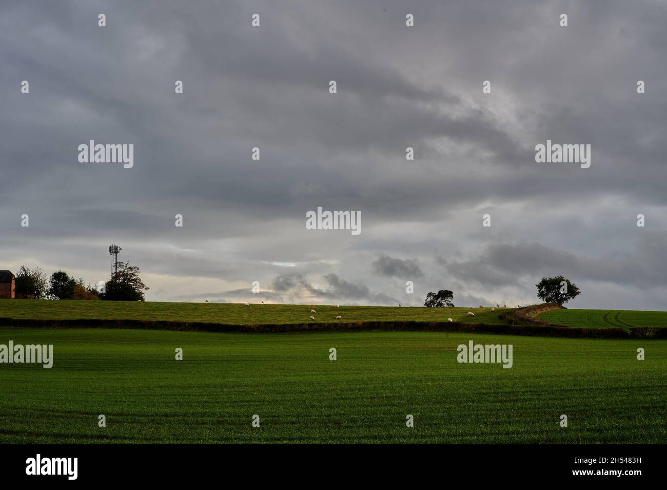 Campo di fattoria sotto cielo nuvoloso con alberi e siepi all'orizzonte Foto Stock