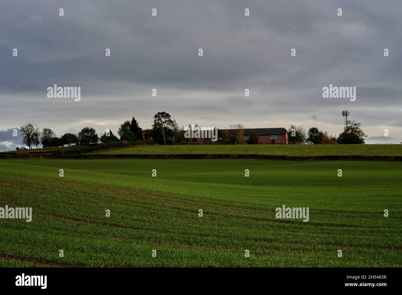 Campo di fattoria sotto cielo nuvoloso con alberi e siepi all'orizzonte Foto Stock