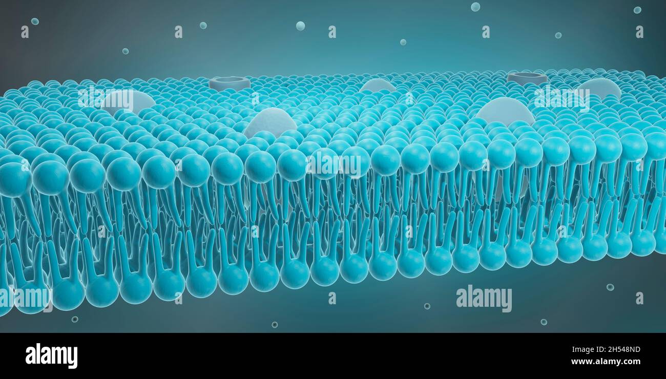 Membrana Cellulare, illustrazione Foto Stock