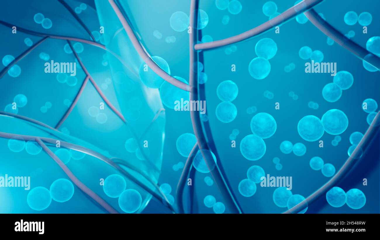 Batteri Streptococcus nei polmoni, illustrazione Foto Stock