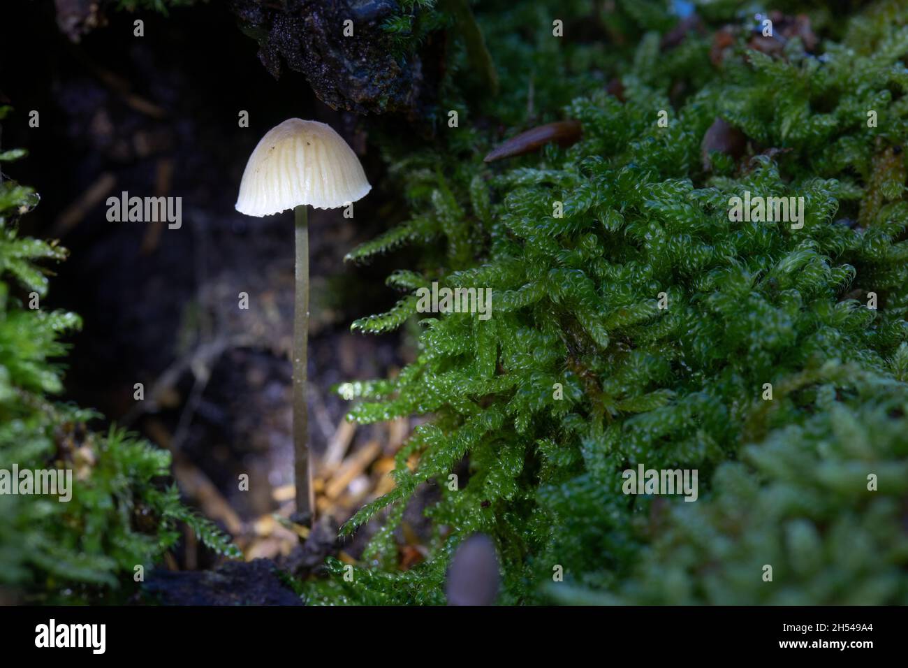 Fungo in grotta Foto Stock