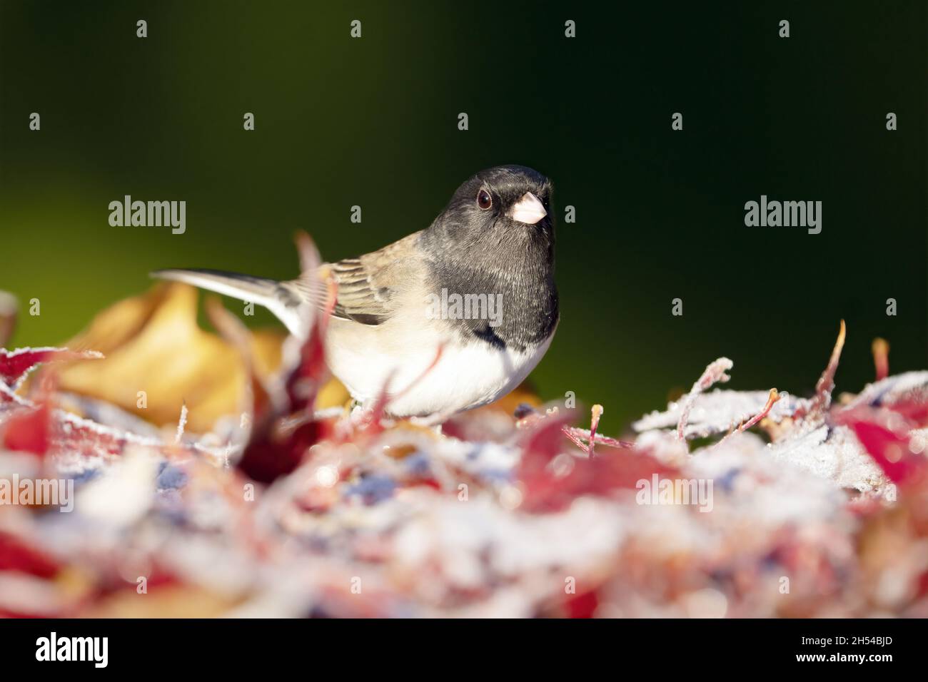 junco (Junco hyemalis Oregon) uomo adulto con occhi scuri in piedi in rosso gelido foglie autunnali, stato di Washington, Stati Uniti Foto Stock