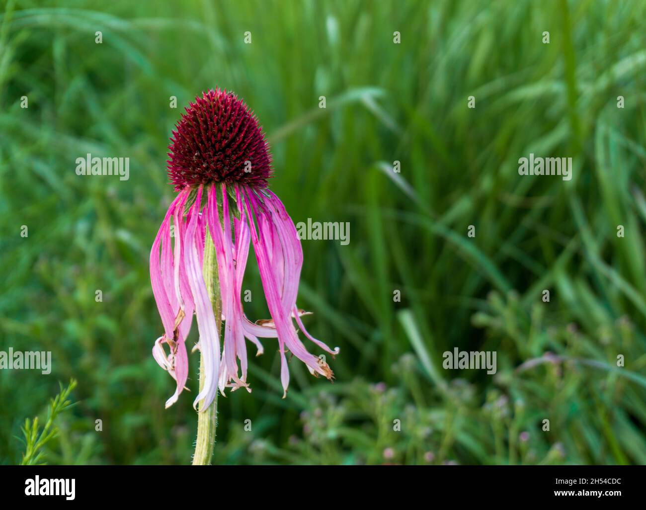 Echinacea pallida, o comunemente chiamato pale Purple Coneflower, fioriscono nei mesi estivi Foto Stock