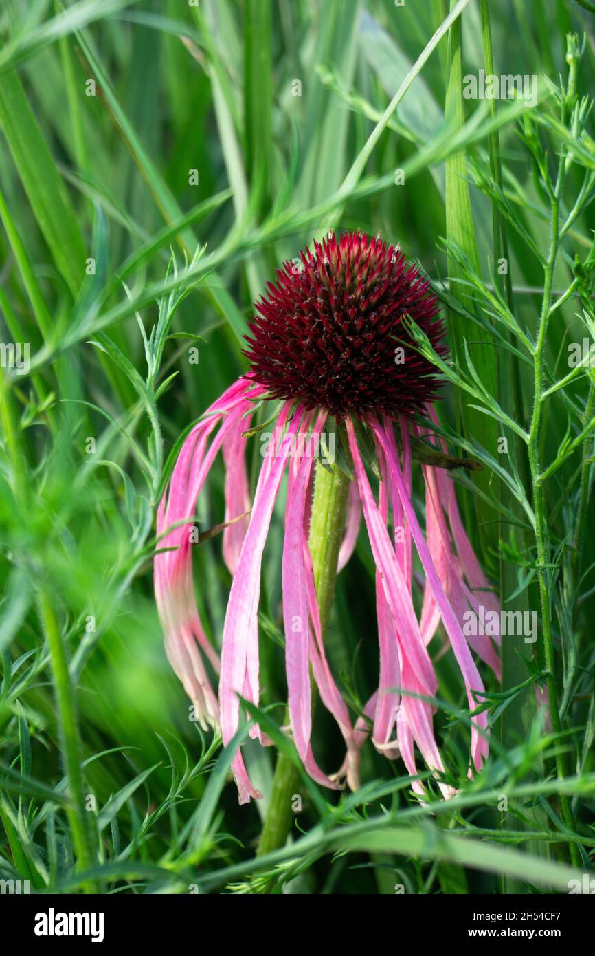 Echinacea pallida, o comunemente chiamato pale Purple Coneflower, fioriscono nei mesi estivi Foto Stock
