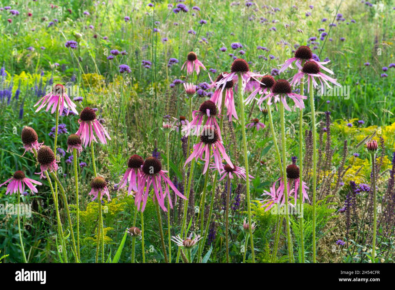 Echinacea pallida, o comunemente chiamato pale violetto Coneflower, in fiore nei mesi estivi Foto Stock