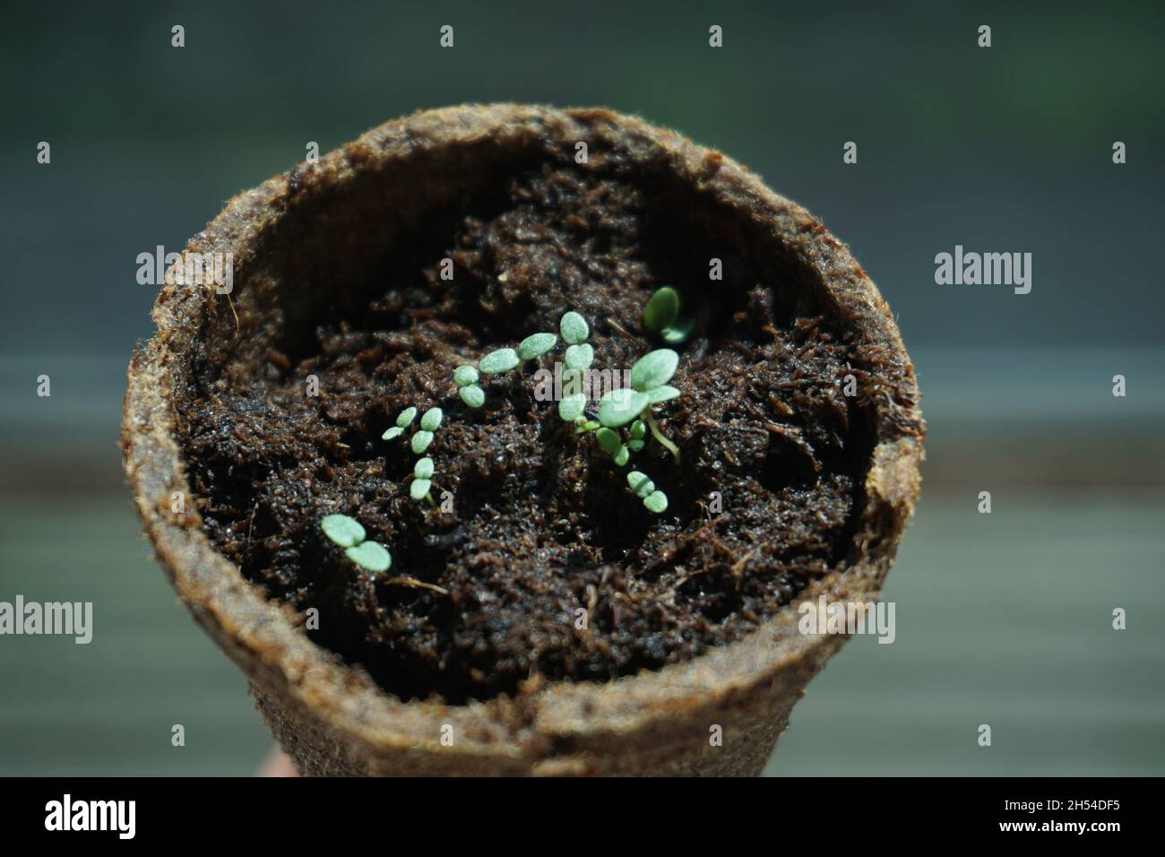 Piante giovani che piantano in vaso. La nuova vita inizia in primavera Foto Stock