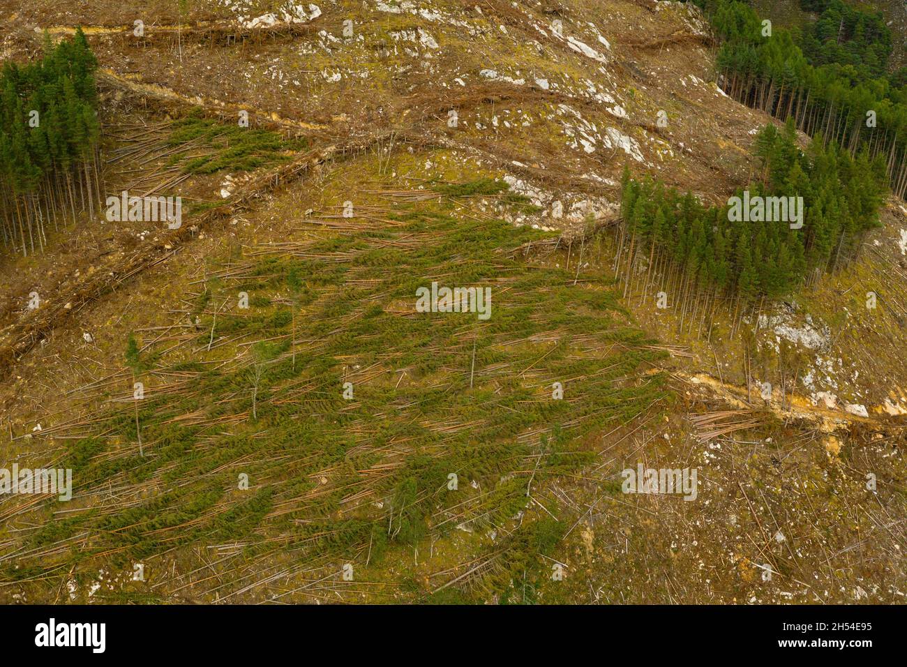 Vista aerea della raccolta del legname su una collina vicino a Cannich nelle Highlands della Scozia. Foto Stock