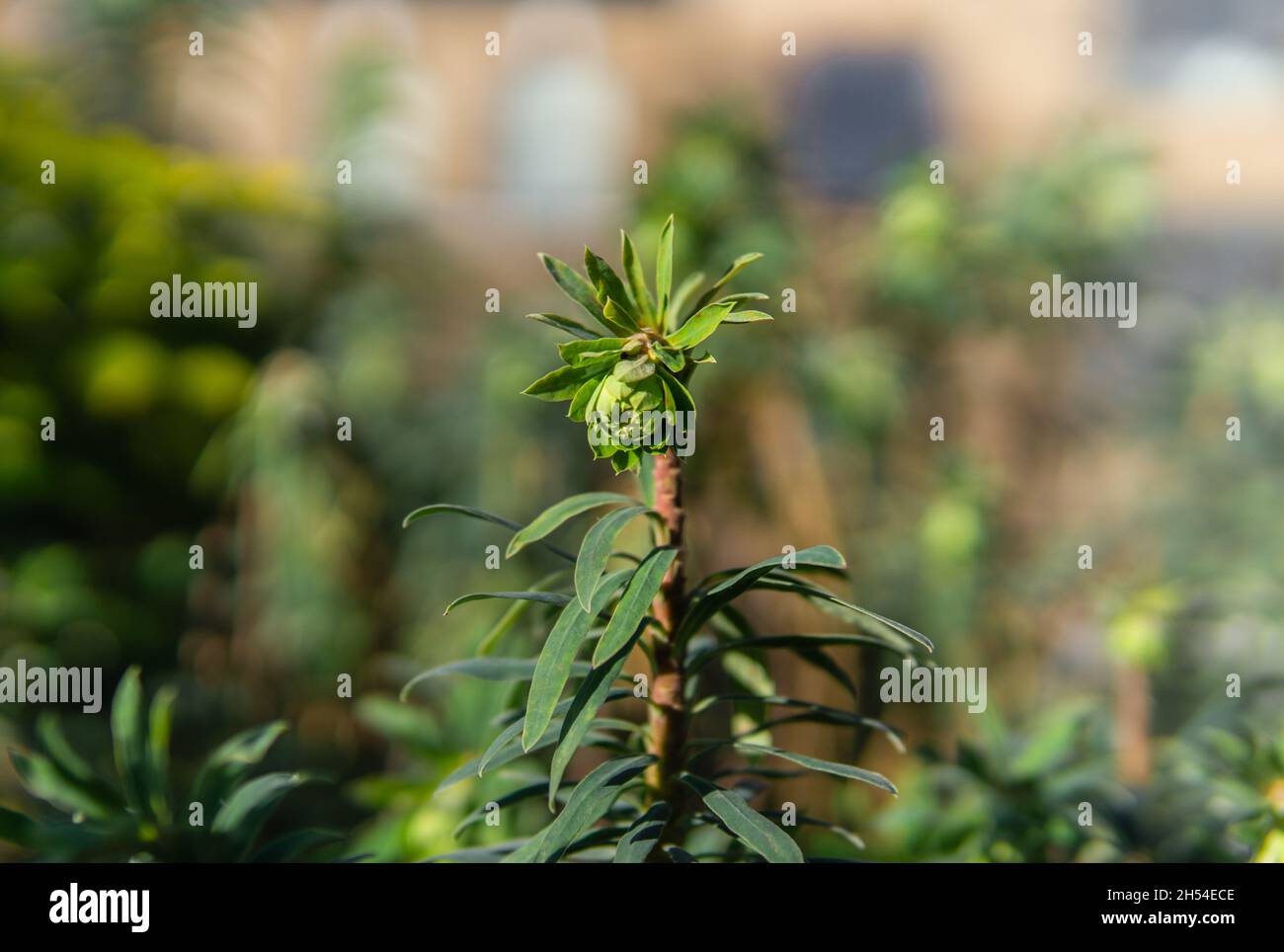 Macchia mediterranea, sfondo naturale. Foto Stock