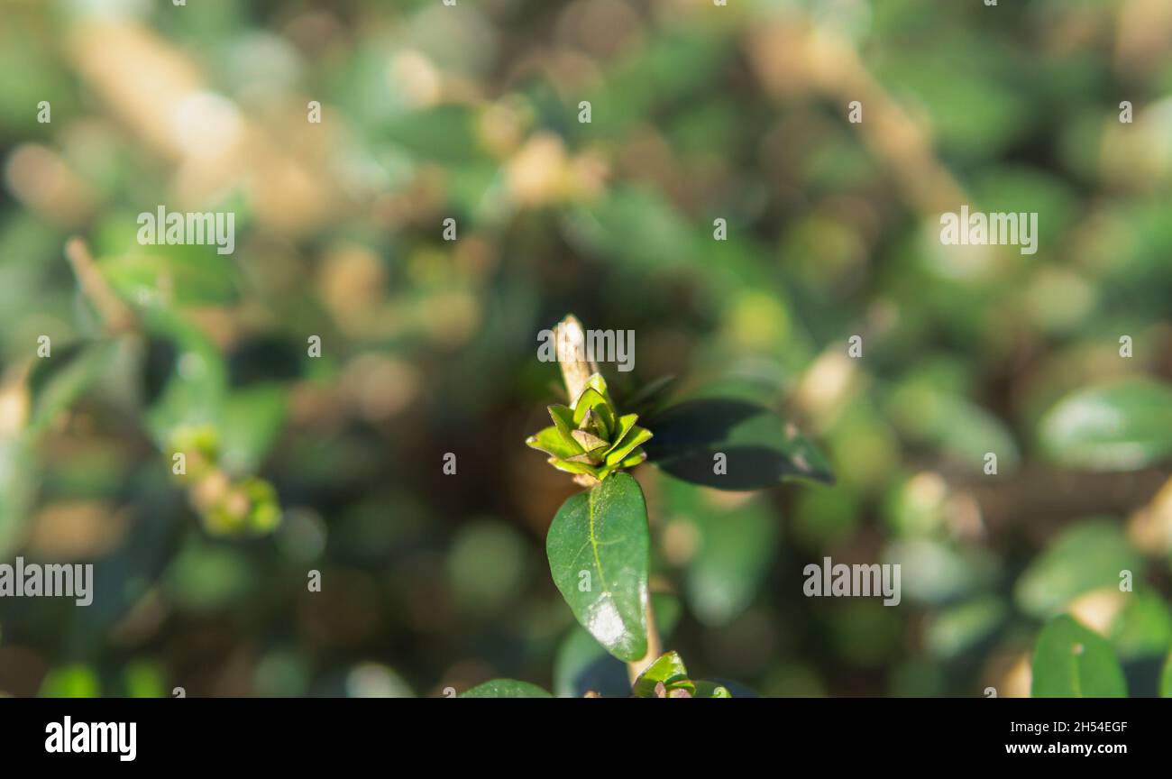 waxyleaf privet germoglio in primavera Foto Stock