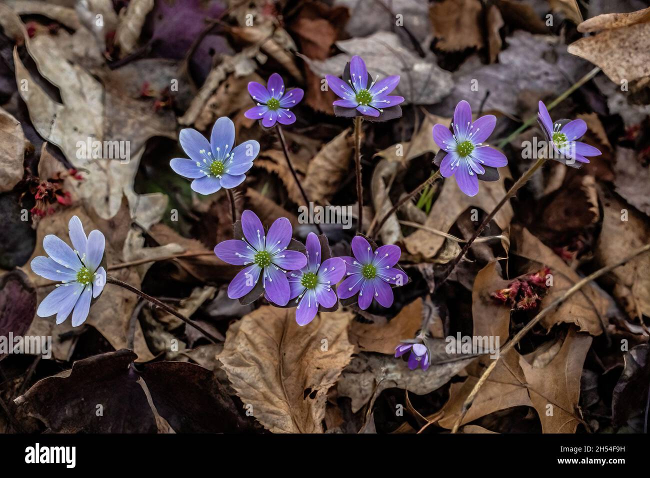 Fiori selvatici viola carino hepatica nella luce del sole primaverile. Foto Stock