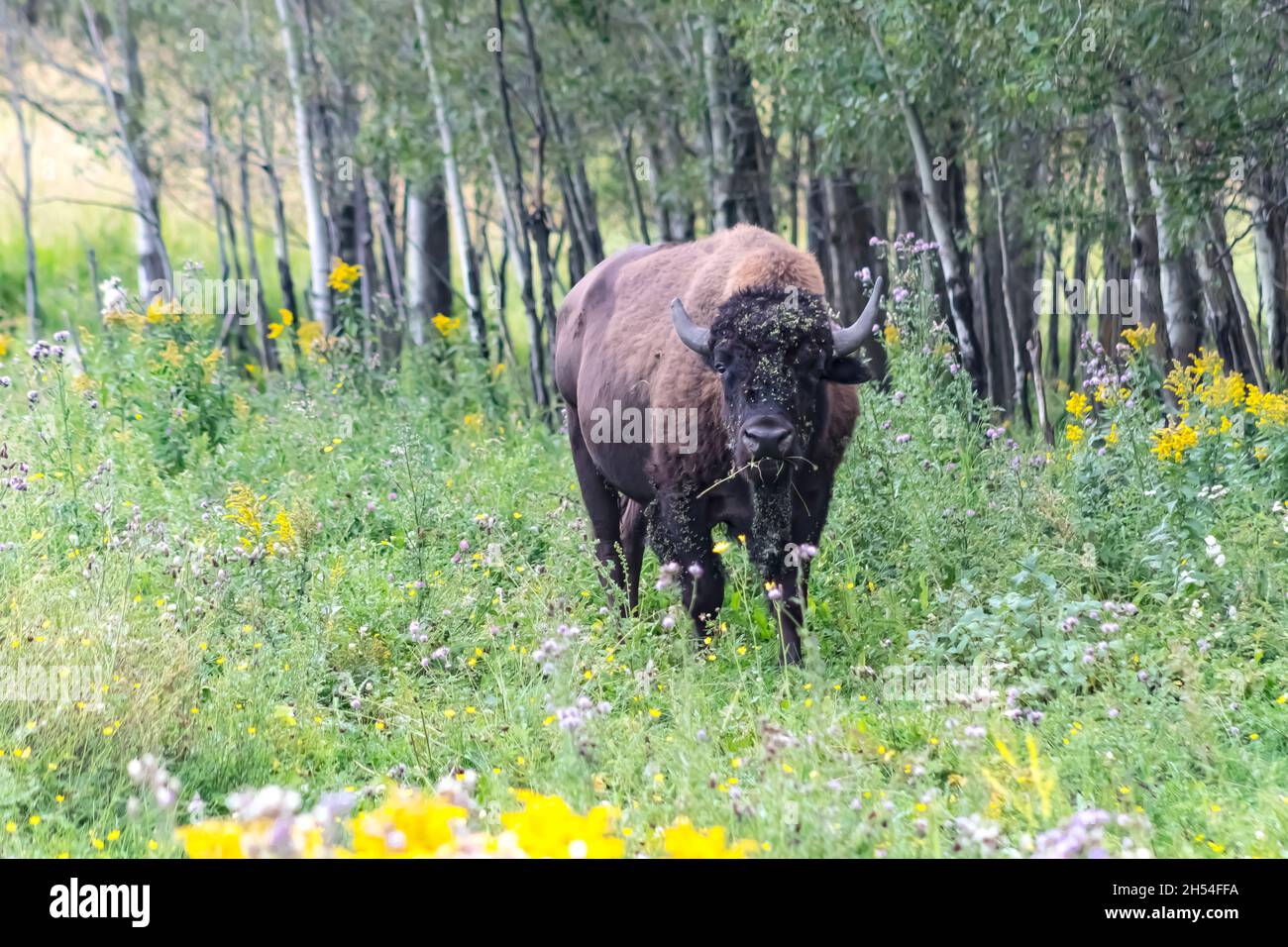 Bisonte maschio durante la stagione di accoppiamento coperto di fiori che camminano verso la macchina fotografica attraverso l'erba lunga con gli alberi dietro di lui. Foto Stock Bisonte maschio durante la stagione di accoppiamento coperto di fiori che camminano verso la macchina fotografica attraverso l'erba lunga con gli alberi dietro di lui. Foto Stock