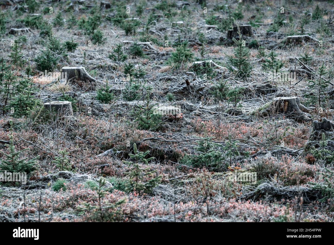 Puzzole in natura al mattino presto freddo autunno. Foto Stock