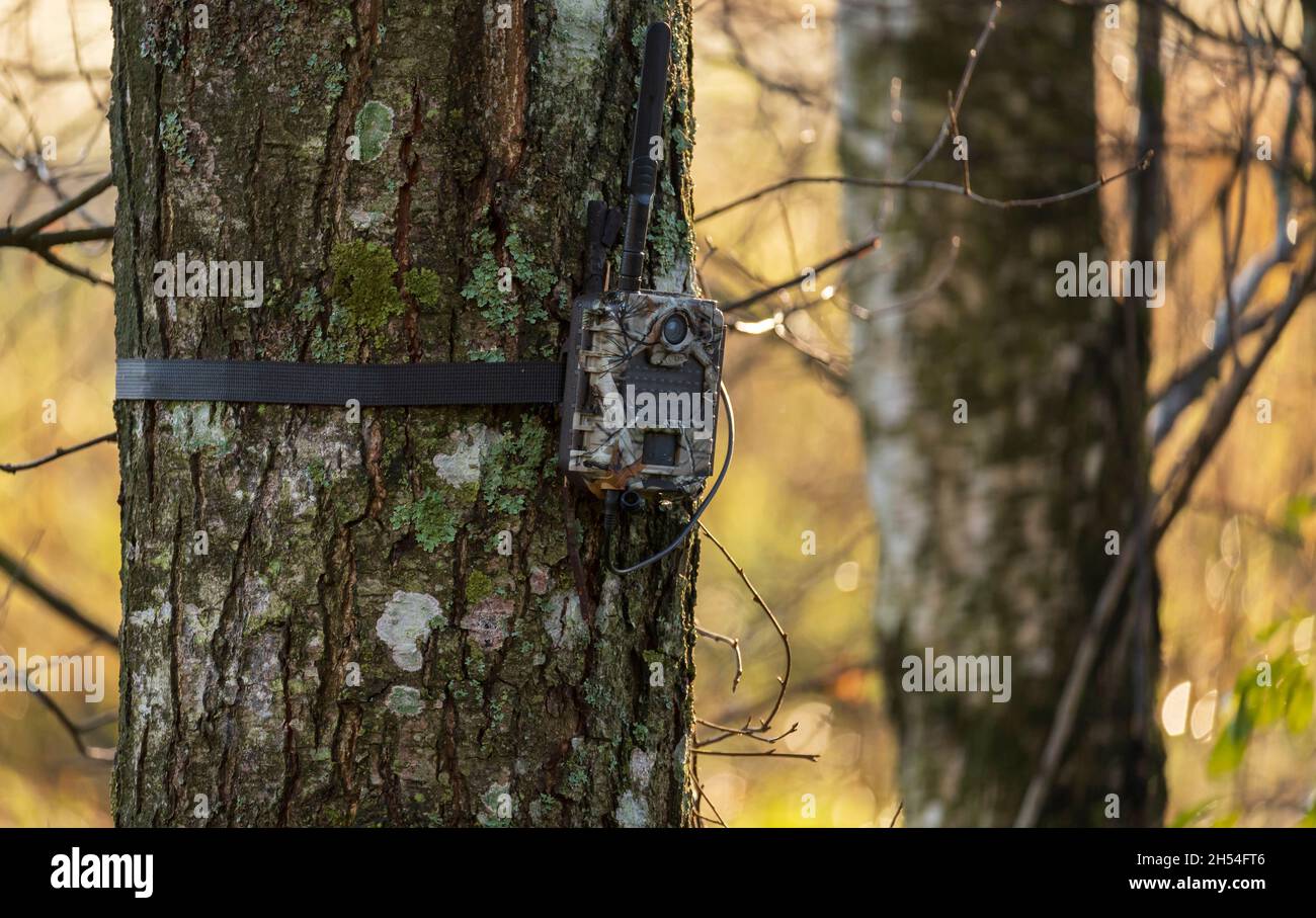 Telecamera di movimento per il tracciamento degli animali della foresta attaccata all'albero in natura all'aperto. Foto Stock