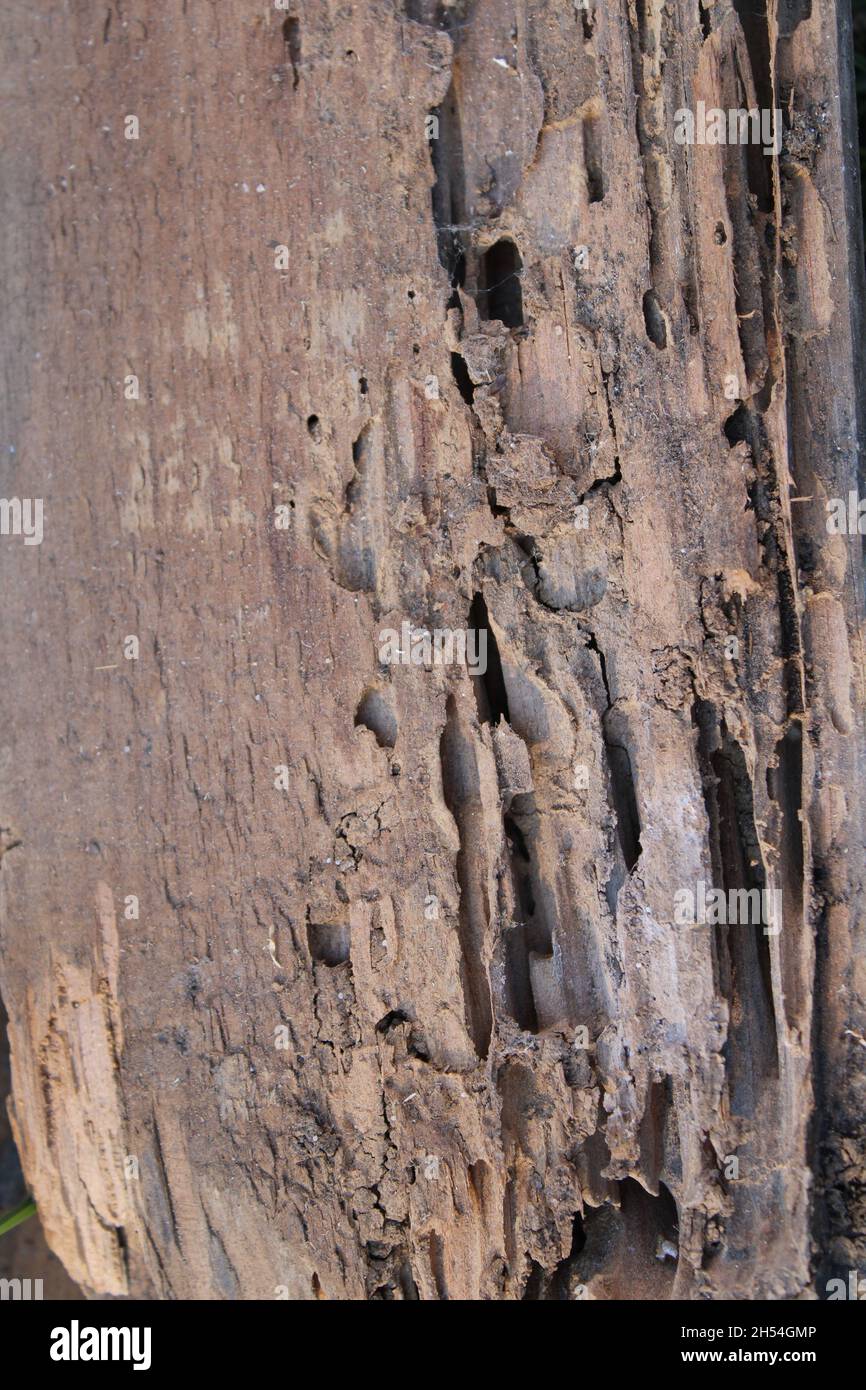 Fori di termite in una tavola di legno Foto Stock