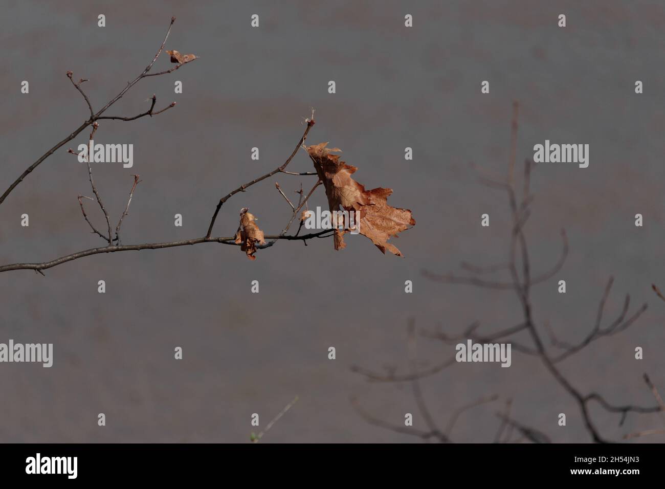 una foglia di quercia secca, appassita, pende precariamente da un sottile ramo contro uno sfondo grigio cielo in inverno, con spazio copia Foto Stock