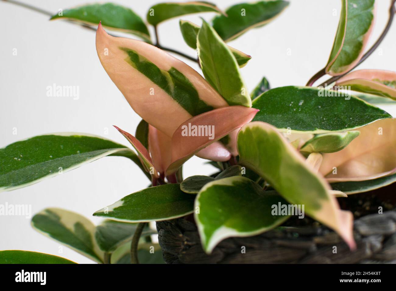 Fogliame variegato di hoya carnosa variegata 'Krimson Queen' su sfondo bianco. Esotico dettaglio di piante casalinghe alla moda con una notevole varietà. Foto Stock