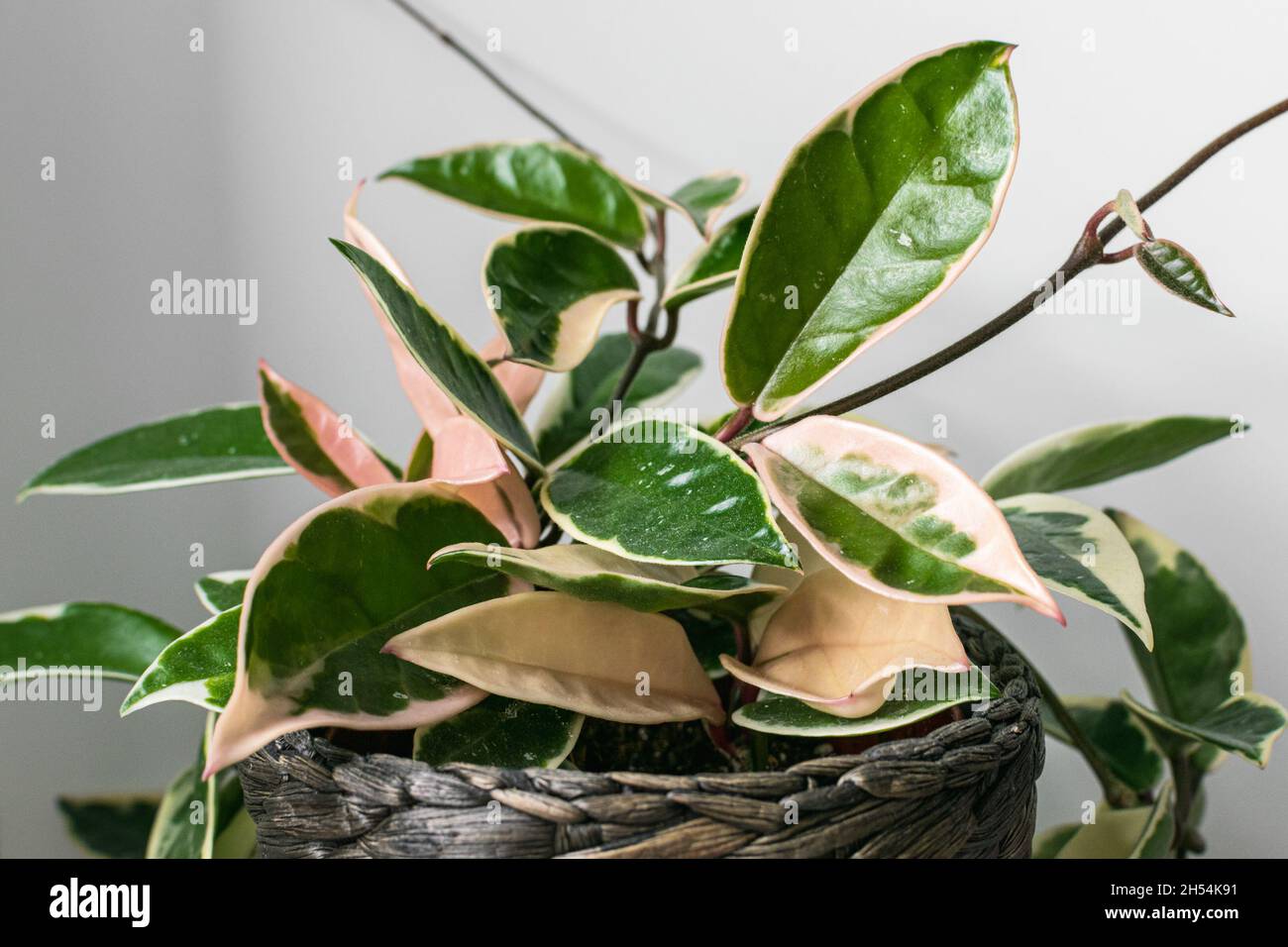 Fogliame variegato di hoya carnosa variegata 'Krimson Queen' su sfondo bianco. Esotico dettaglio di piante casalinghe alla moda con una notevole varietà. Foto Stock