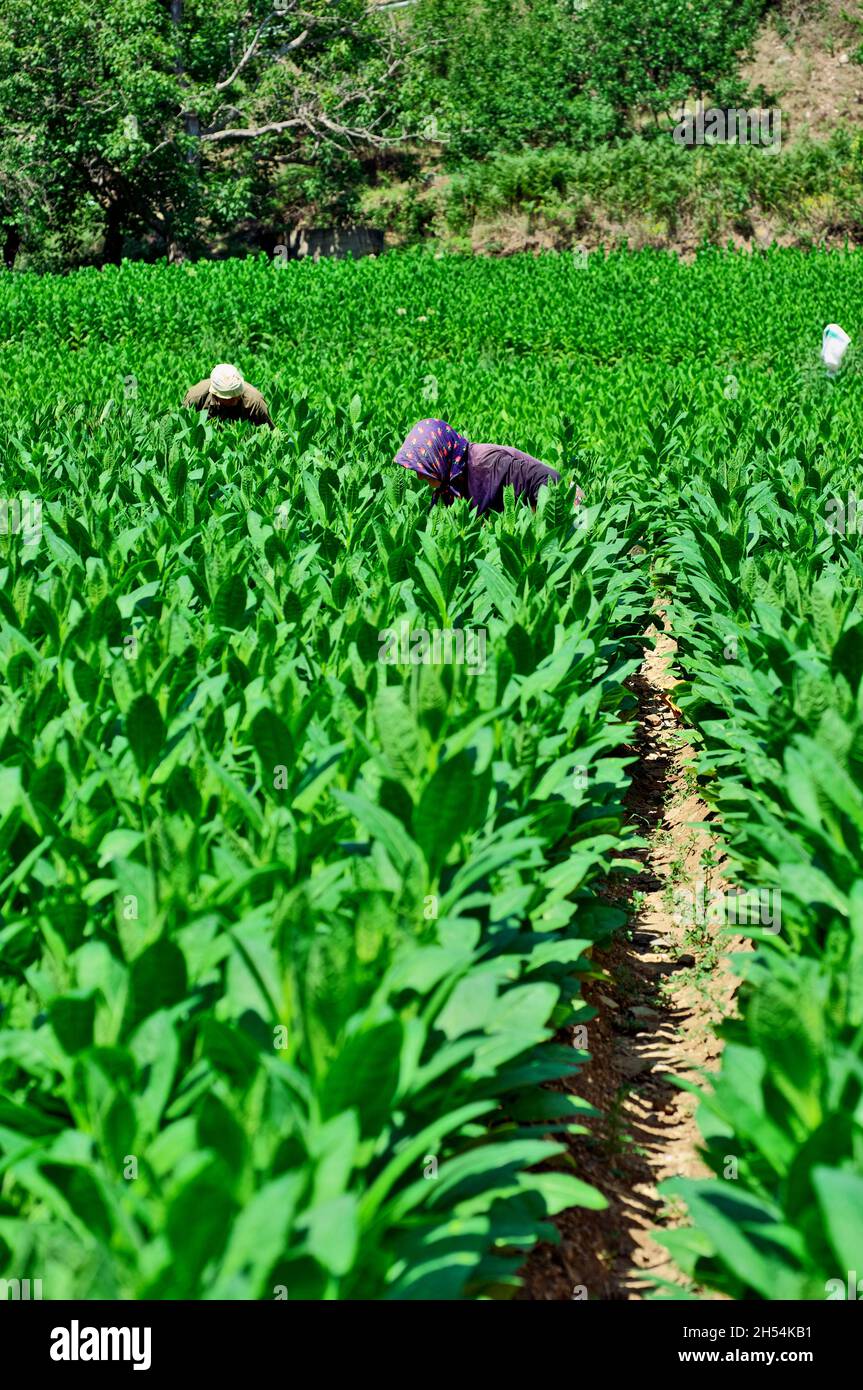 Economia e agricoltura nel nord della Grecia tabacco lascia la raccolta in un campo tra Xanthi, nella regione della Macedonia orientale e Tracia, e bu Foto Stock